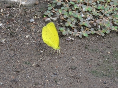 Eurema