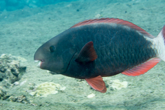 Spectacled Parrotfish photo 2