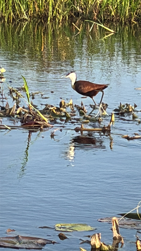 African Jacana