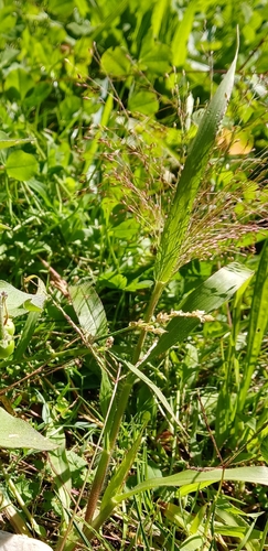 Panicum capillare, photograph 5