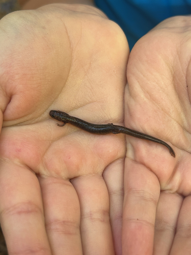Oklahoma Salamander