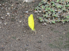 Eurema