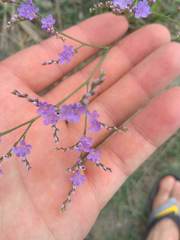 Limonium meyeri