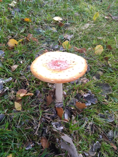 Fly Agaric