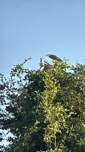 Black-crowned Night Heron