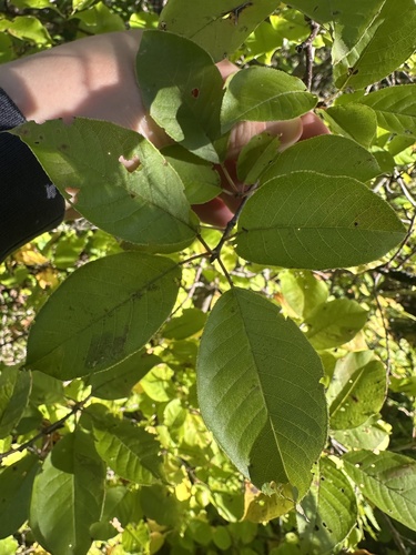 chokecherry