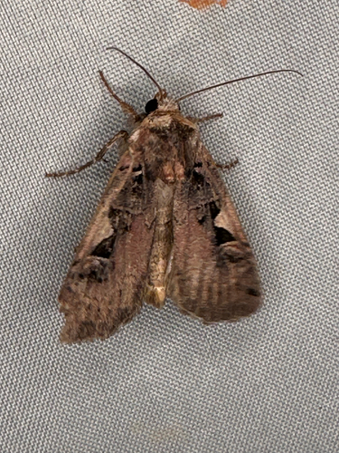 Setaceous Hebrew Character