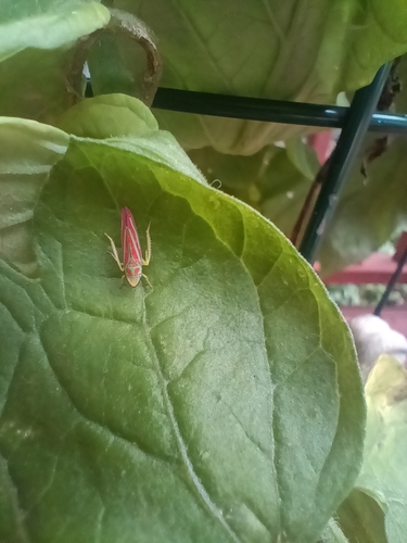 Red-banded Leafhopper