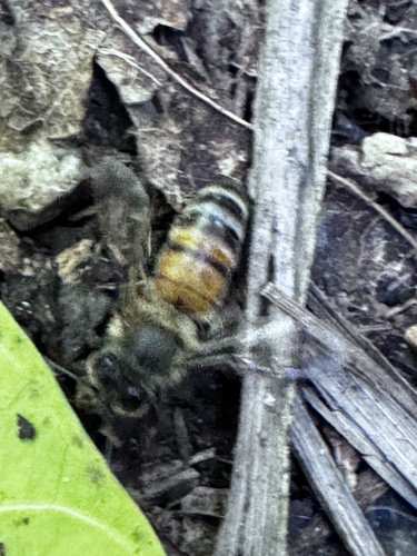 Western Honey Bee