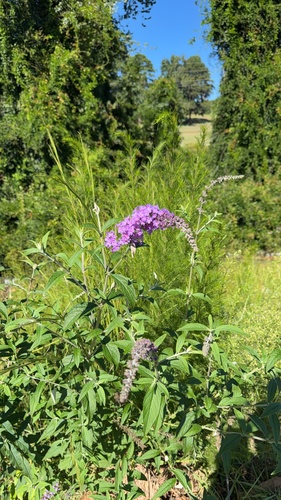 Butterfly bush