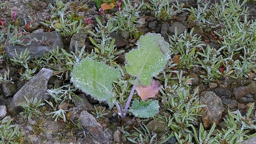 Brassica napus