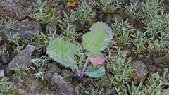 Brassica napus