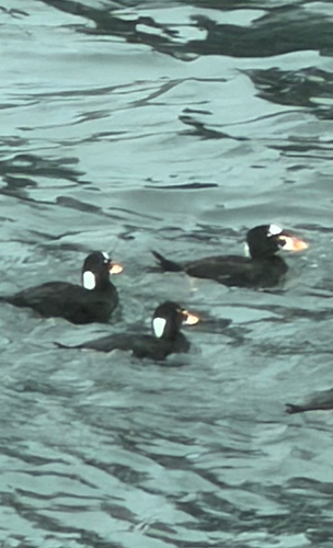 Surf Scoter