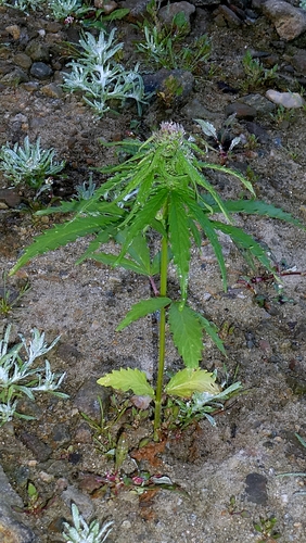 Cannabis sativa, photograph 4