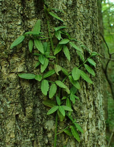 fortune's spindle