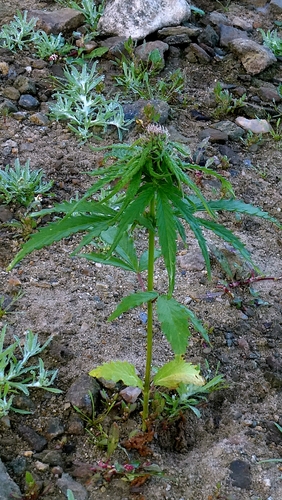 Cannabis sativa, photograph 5