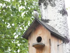 Ficedula hypoleuca