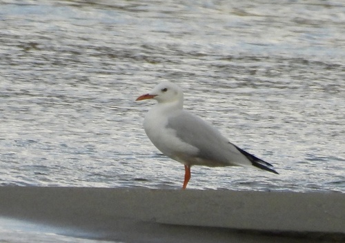 Slender-billed Gull