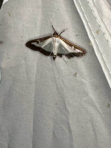 Box Tree Moth