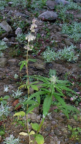 Cannabis sativa, photograph 2