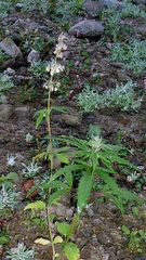 Cannabis sativa, photograph author not stated, no rights reserved