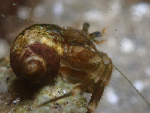 Pacific Hairy Hermit Crab
