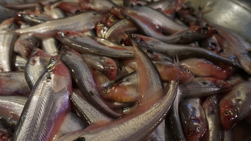 Butter catfish (Ompok bimaculatus) — Siluridae — 4