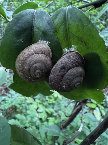 Granodomus lima