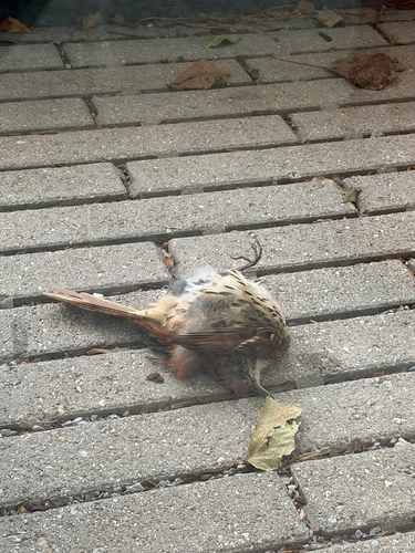 Brown Thrasher
