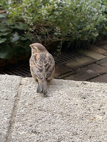House Sparrow