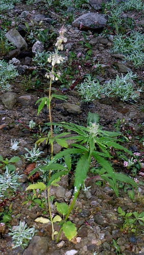 Cannabis sativa
