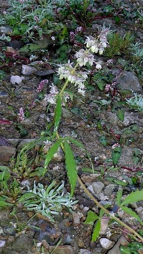 Cannabis sativa, photograph 3