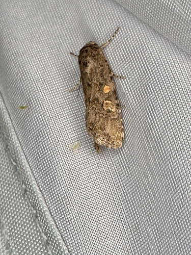 Beet Armyworm Moth