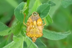 Carpocoris purpureipennis
