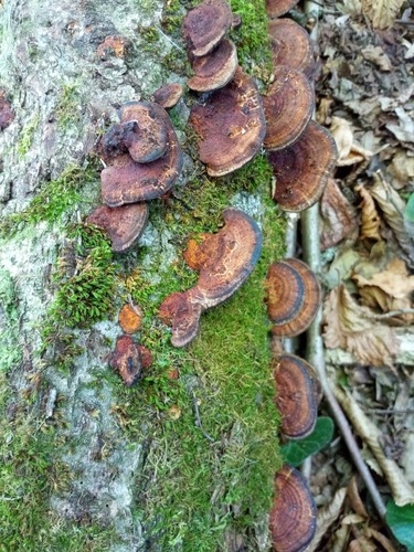 Thin-walled Maze Polypore
