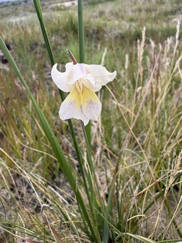 Gladiolus carinatus