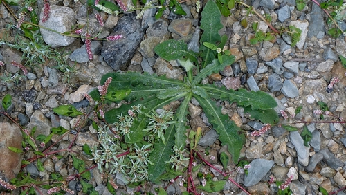 Hypochaeris radicata, photograph 3