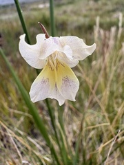(c) Charleen Brunke, some rights reserved (CC BY) Gladiolus carinatus, photograph (c) Charleen Brunke, some rights reserved (CC BY)