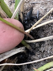(c) Charleen Brunke, some rights reserved (CC BY) Gladiolus carinatus, photograph (c) Charleen Brunke, some rights reserved (CC BY)
