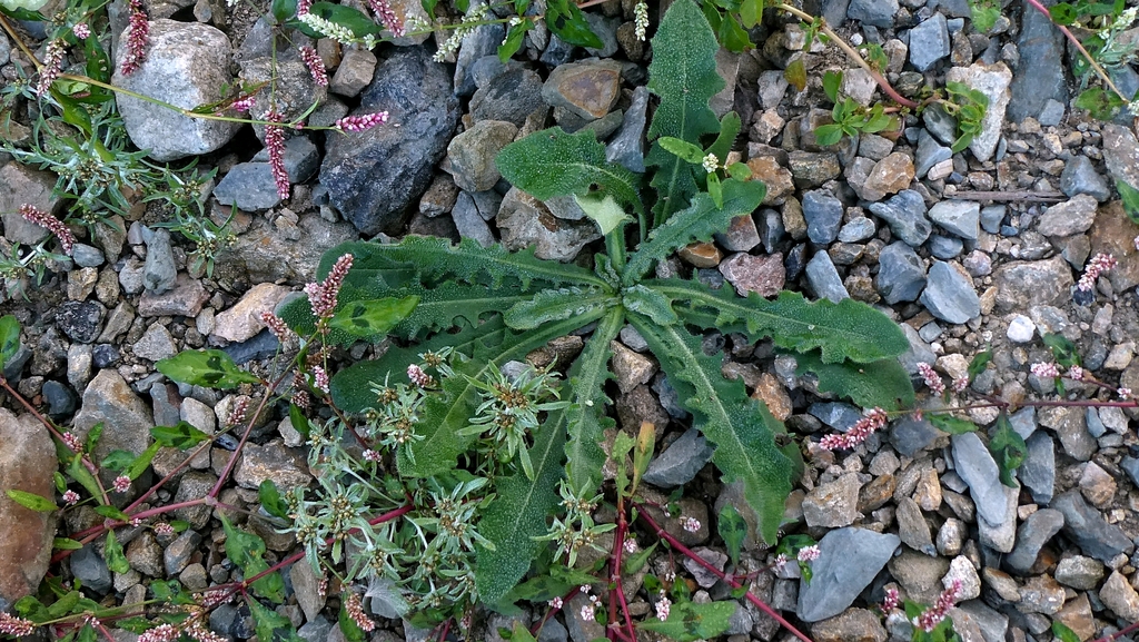 Hypochaeris radicata; photograph author not stated, no rights reserved