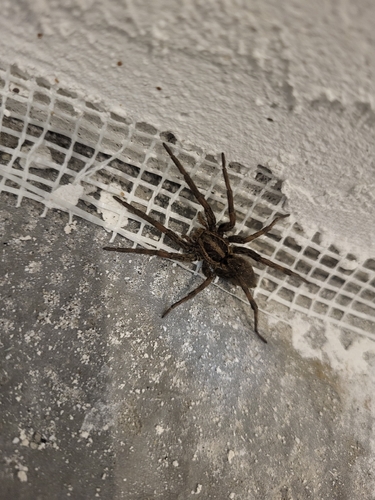 Radiated Wolf Spider