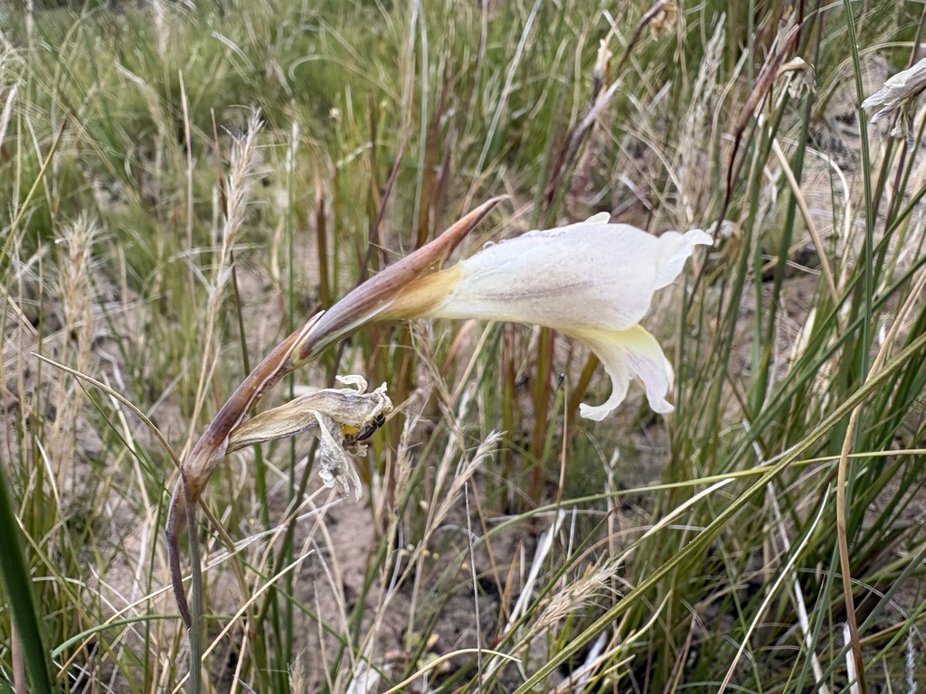 Gladiolus carinatus; photograph (c) Charleen Brunke, some rights reserved (CC BY)