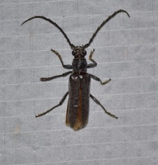 Aneflus obscurus