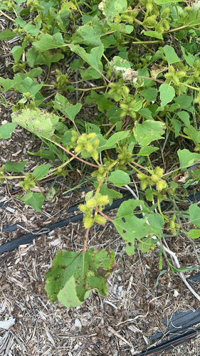 rough cocklebur