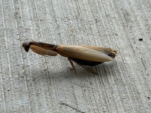European Mantis