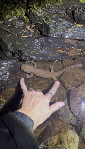 Pacific Giant Salamander