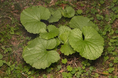 garlic mustard