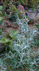 Gnaphalium uliginosum, photograph author not stated, no rights reserved