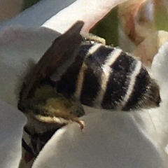 Andrena nasonii