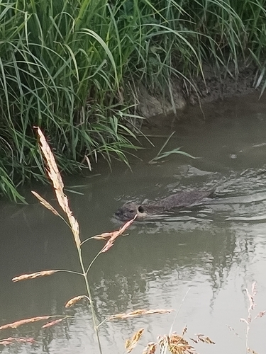 Coypu